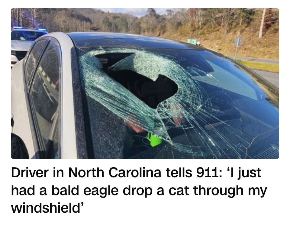 Picture of a car with a huge hole in the windshield and a headline that reads "Driver in North Carolina tells 911: 'I just had a bald eagle drop a cat through my windshield'"