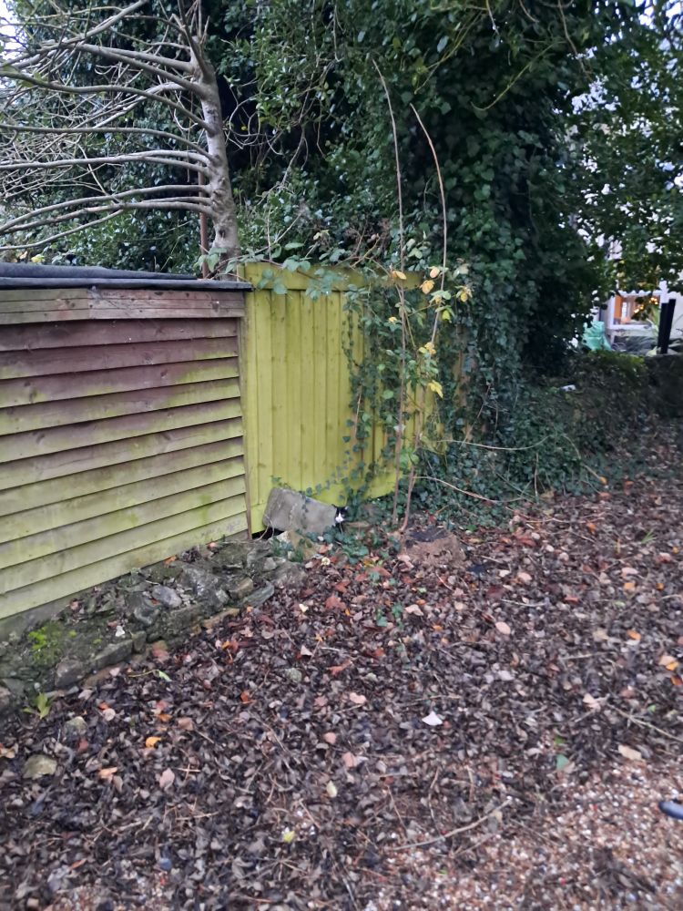 A garden with a black and white cat