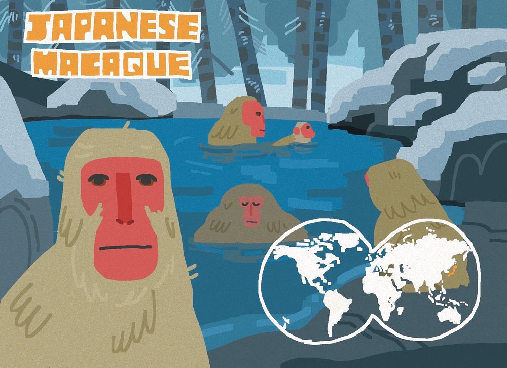 Japanese macaque is written in the top left. in the bottom left is an atlas of the world with Japan coloured in yellow. the illustration is five Japanese macaques at a hot spring, with one in the left side of the image looking at the camera 
