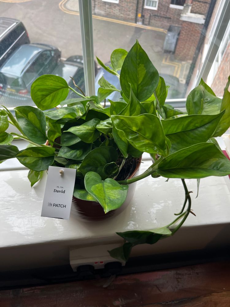 A pot of devil’s ivy, growing quite precipitously. 