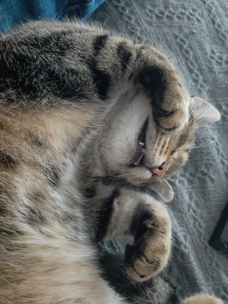 Alucard the cat, sleeping peacfully. Lying in his back. Paws dangling in front of his face, mouth slightly open si the lil teeth a visible. So dongus.