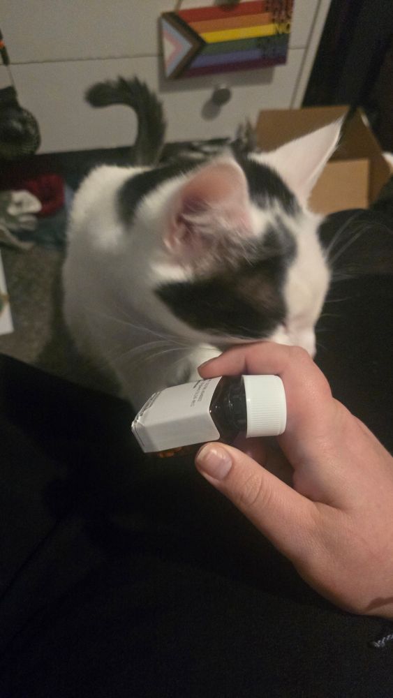 White and black cat rubbing his face on the bottle of tablets.