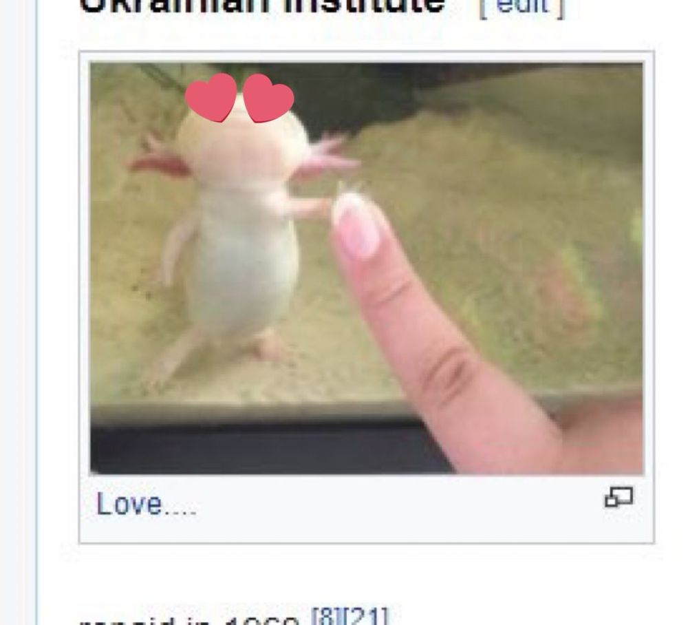 a wikipedia picture of someone touching their finger to the glass of an Axolotl tank so it looks like they're touching. the axolotl is edited to have hearts on its eyes, and the caption of the picture is "Love...."