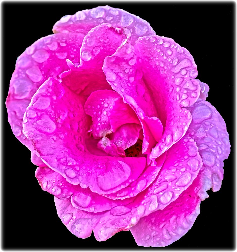 Close-up photo of a pink flower drenched with rain. Taken at night with a couple spotlights and a lot of luck. 