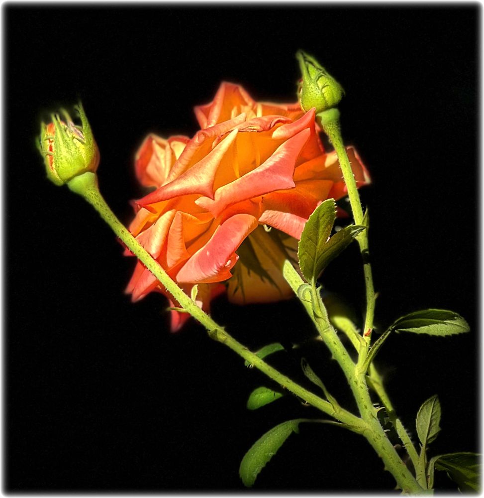 Nighttime photo of a rose in full bloom plus two buds who will soon greet the next day's sun. Oh, and: FTFF -- Fuck The Fascist Fucks. 