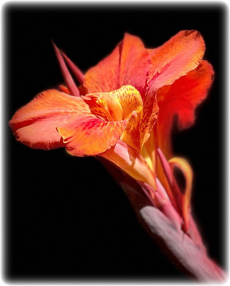Night photo of a gorgeous pink-yellow-salmon-orange bloom soaking in the rays of the moon. (Okay, I may have used a couple of lights.) 