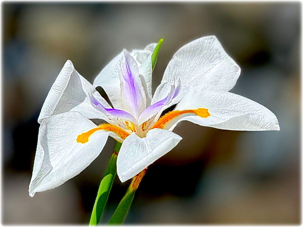 Close-up photo of an exquisite white flower with some orange and purple tendrils inside the bloom. (Sorry for my lack of botany knowledge. Feel free to provide more info.) 