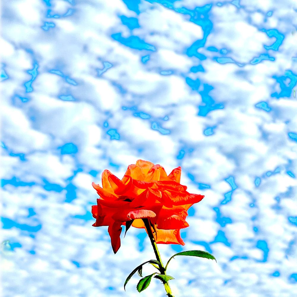 Photo of an instensely red rose against a background of fluffy white clouds that are partially covering a bright blue sky. 