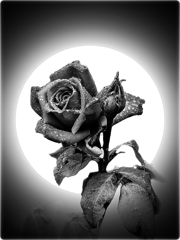 Black-and-white photo of a dew-dappled rose with a moon halo. (Okay, so I set up some lights to take this shot.) 

