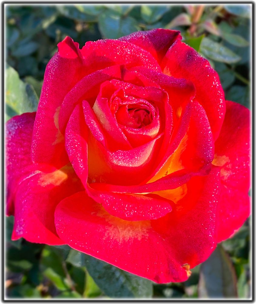 Close-up photo of a gleaming red rose lightly sprinkled with morning dew. 