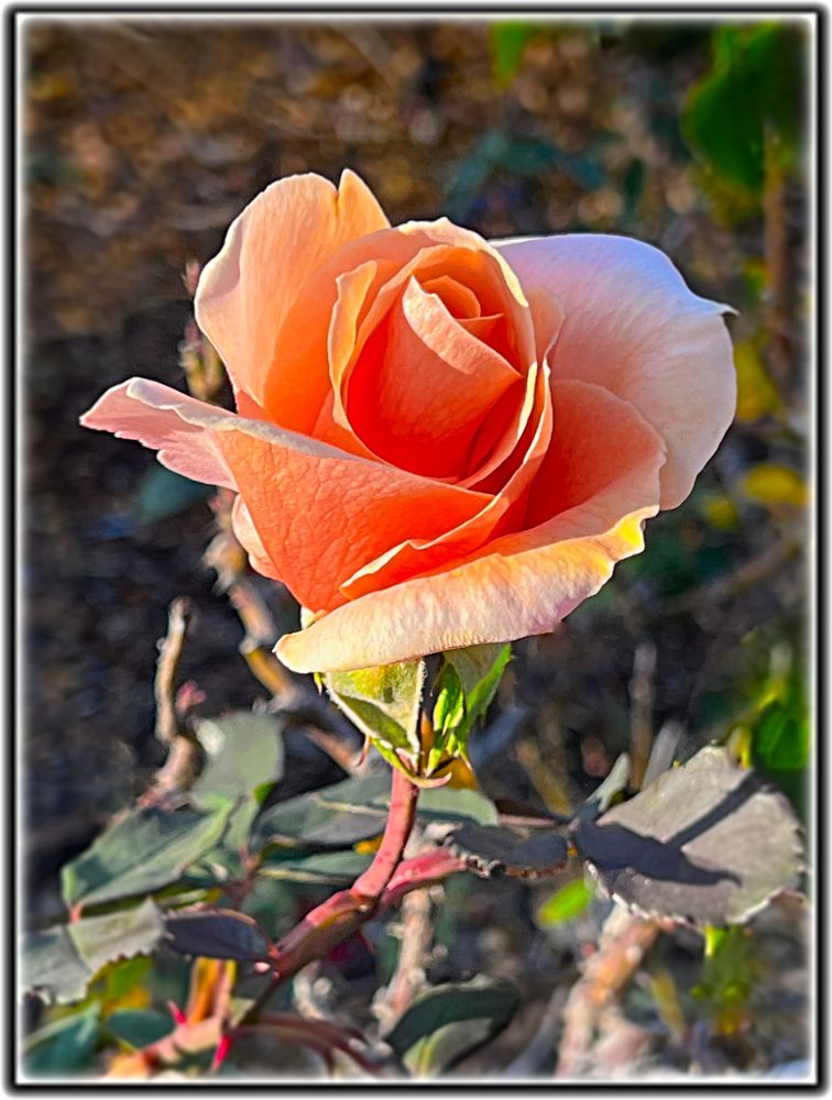 Close-up photo of a salmon-colored flower basking in the rays of the morning sun. It is saying, "Remove GOP traitors so we can all enjoy the pleasures of life." 