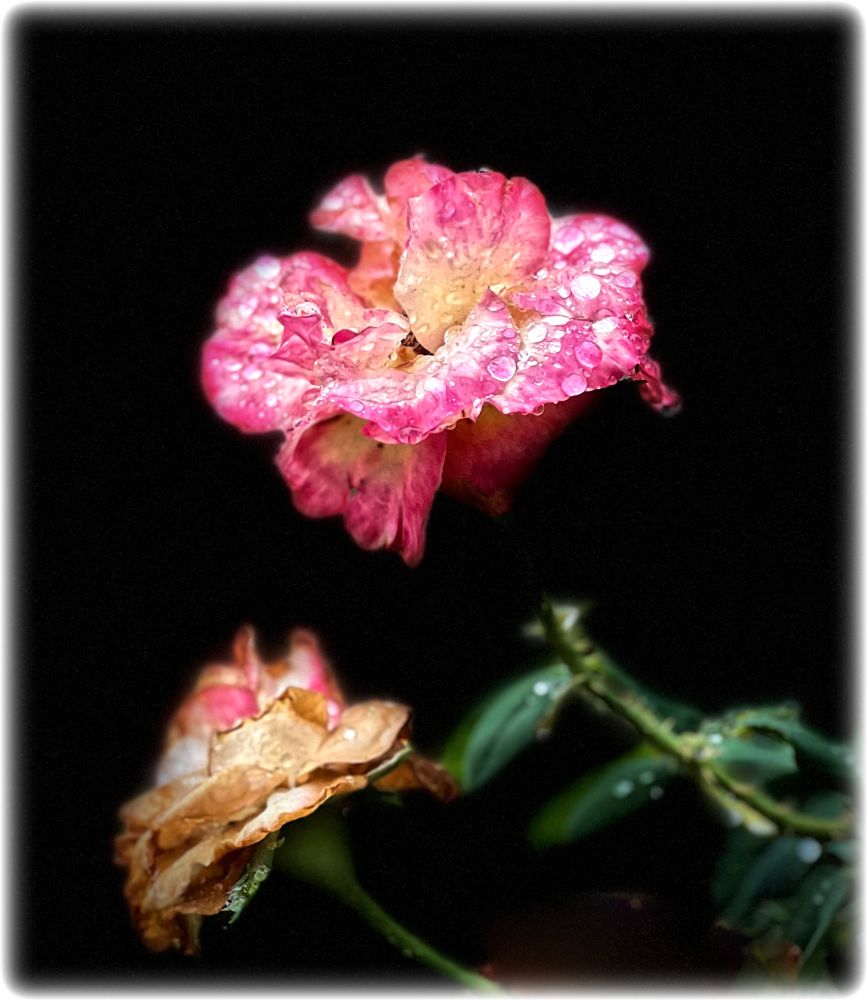 Night photo of two blooms, one old, one new, both dappled with dew. 