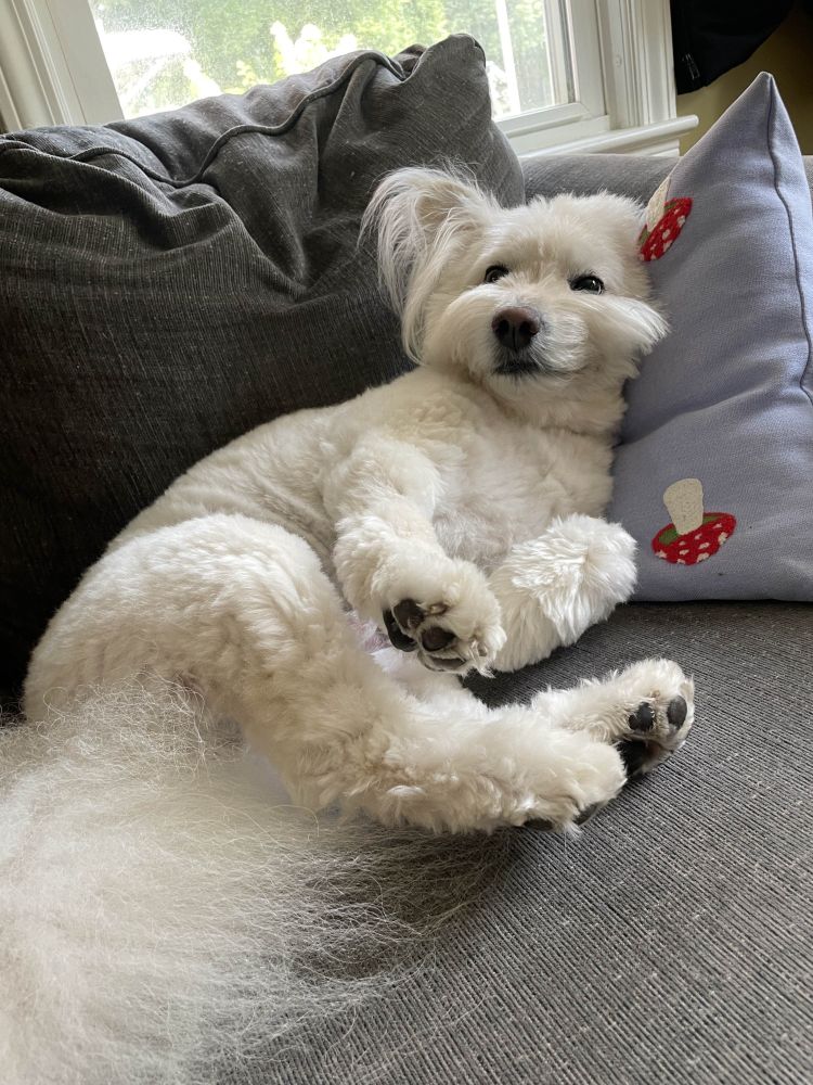 Charlie the dog laying with his paws up and looking confused