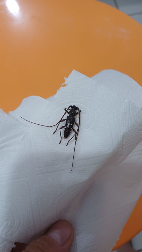 Mesmo inseto, outra foto para tentar mostrar melhor