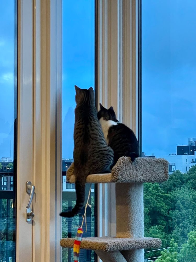 Two cats, a big tabby and a small white and tabby, sitting on their cat tree facing out the window.