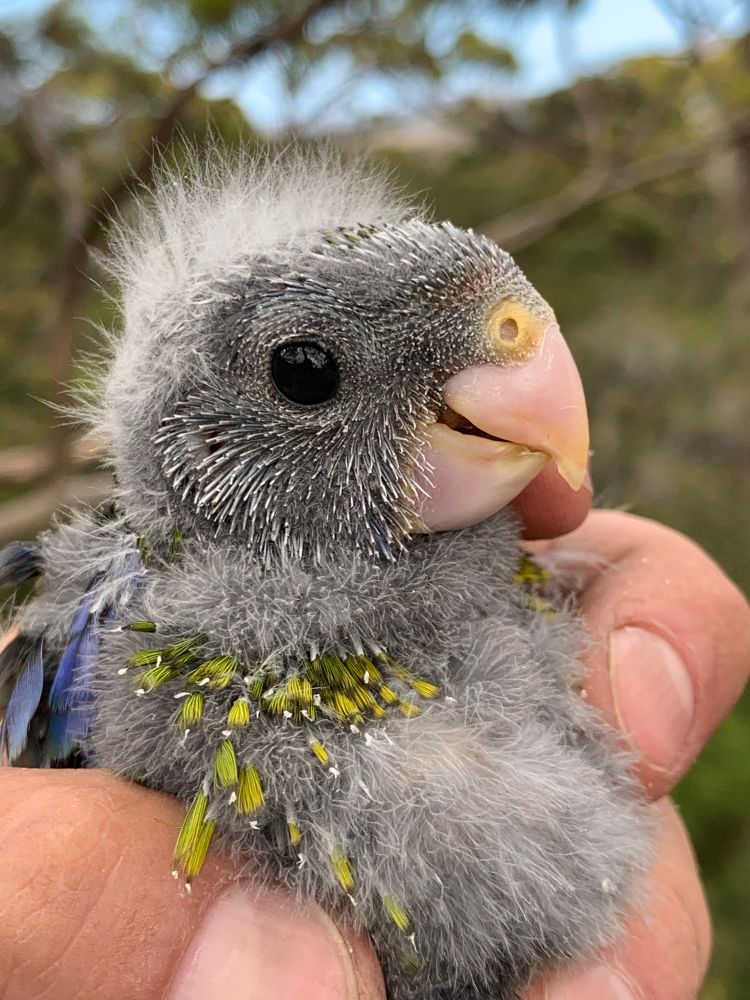 Fluffy rosella baby covered in grey fuzz held in a hand 