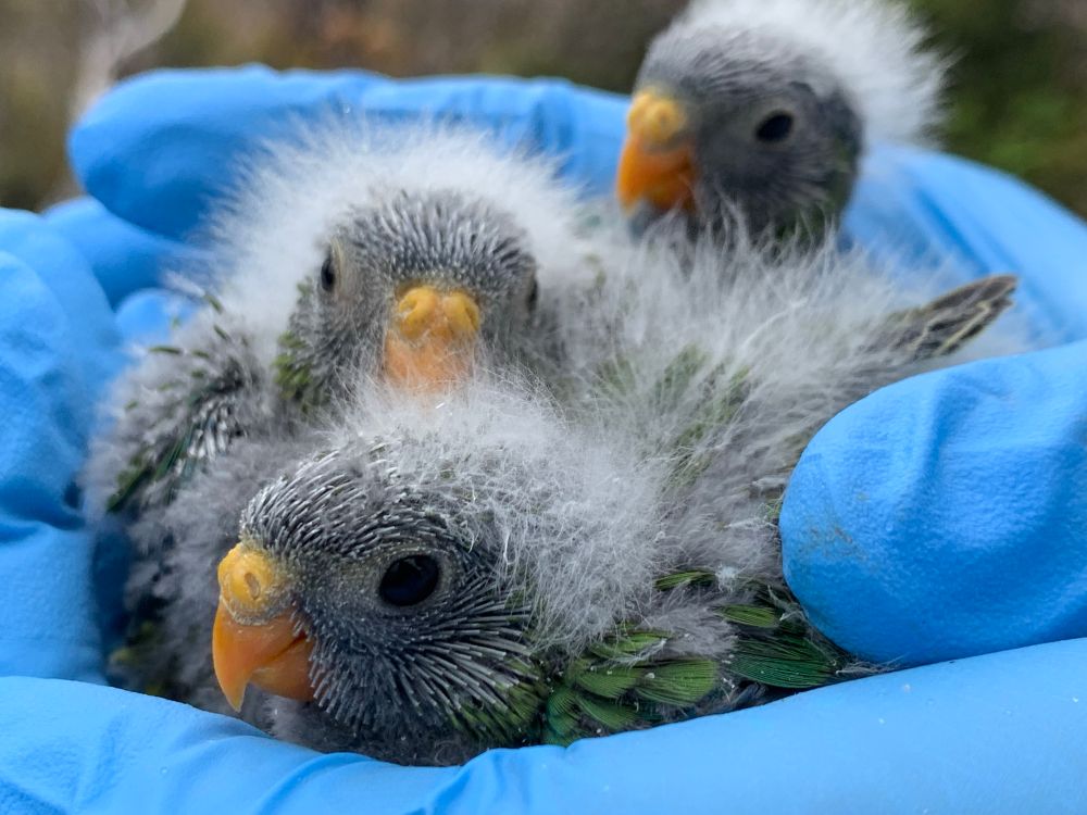 Fluffy trio of baby OBPs held in blue gloves