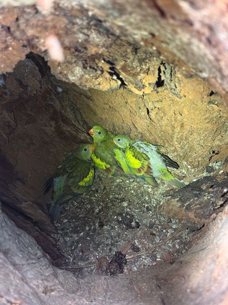 Three yellow and green parrots sitting on the floor of a tree hole - it looks spacious but messy 