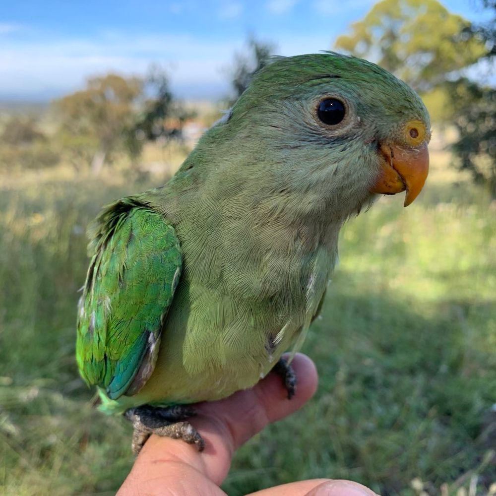 Green parrot on a green grass background sitting on my finger 