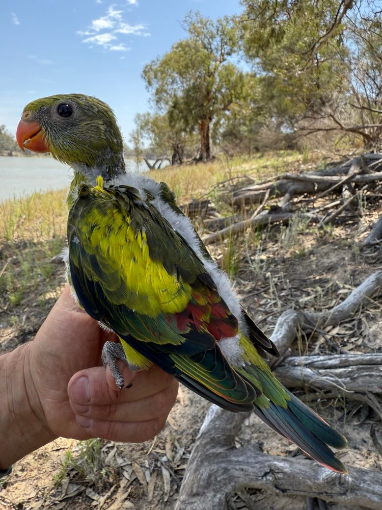 Regent parrot with yellow and green wings and blue tail - all long shapes and fluff and cobbled together 