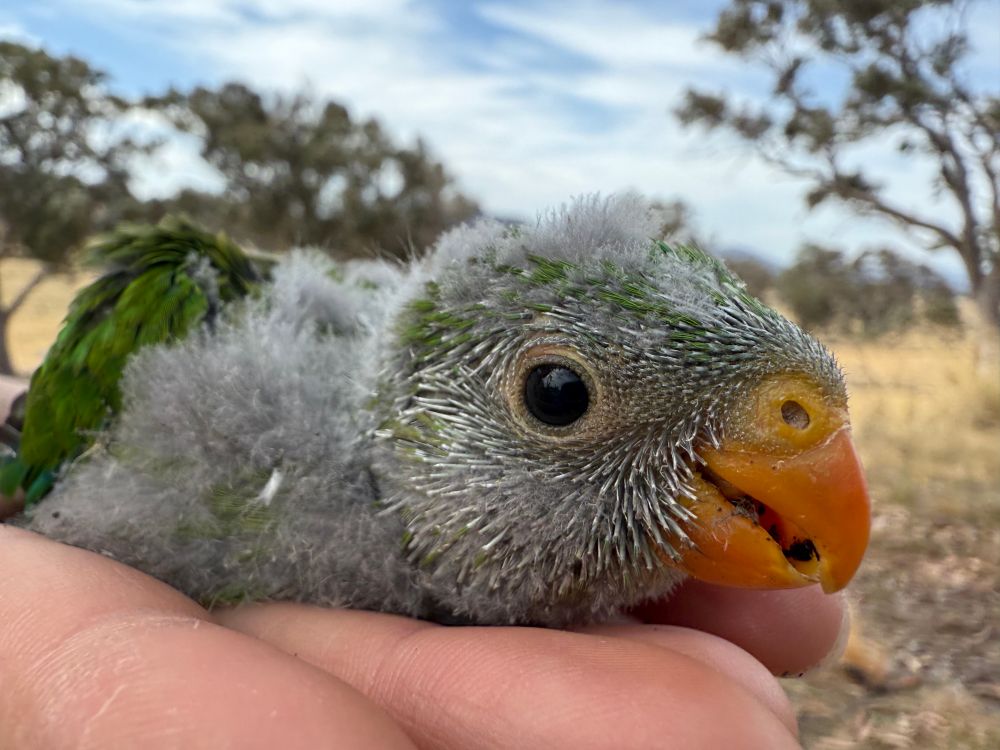 A fluffy green and grey superb parrot with an orange beak