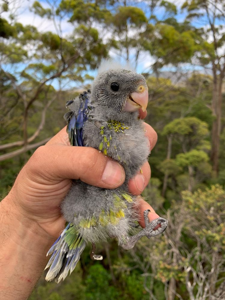 A fluffy baby parrot in a hand with a sheepish look on its face 