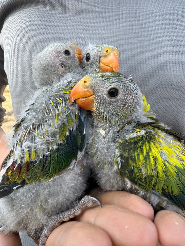 Three regent parrots with grey fluff and green and yellow feathers 