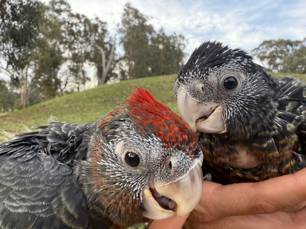 Two goofy looking grey cockatoo babies - one with a red head