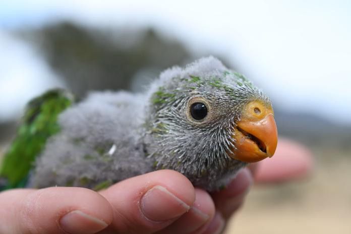 A grey fluffy superb parrot chick with an orange beak and big eyes