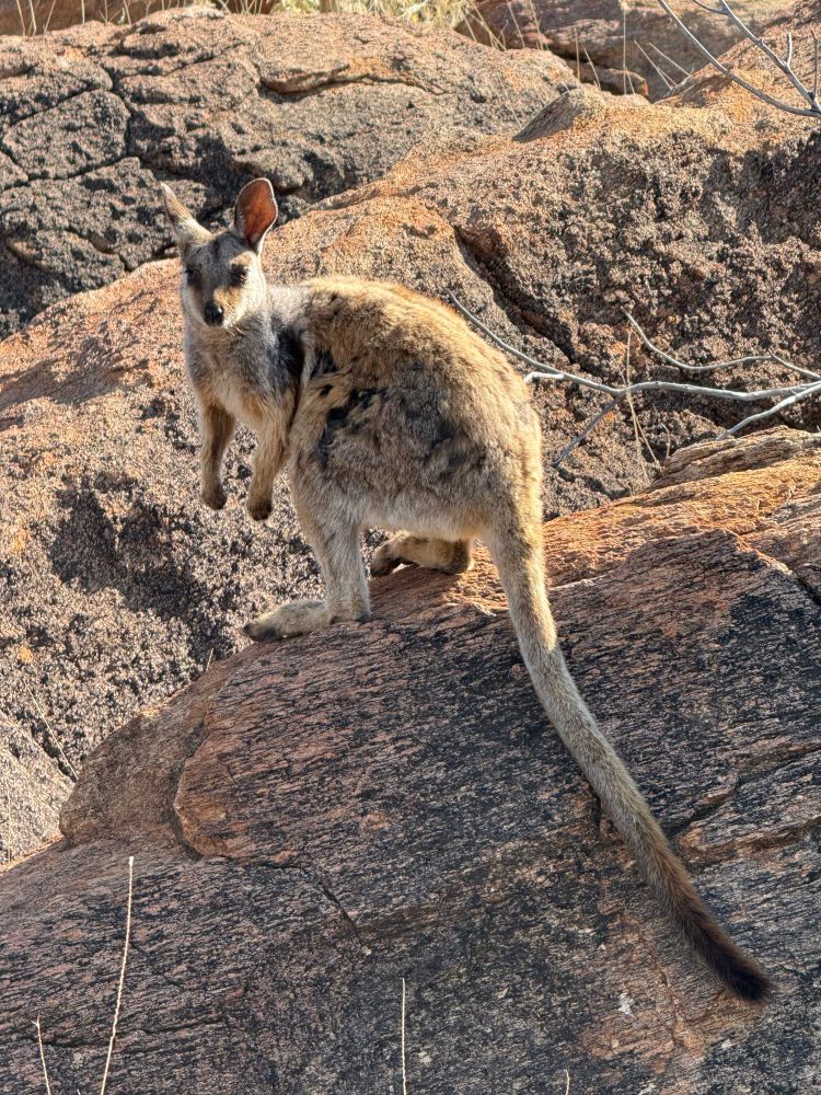 A rock wallaby on a rock with it’s long tail on show