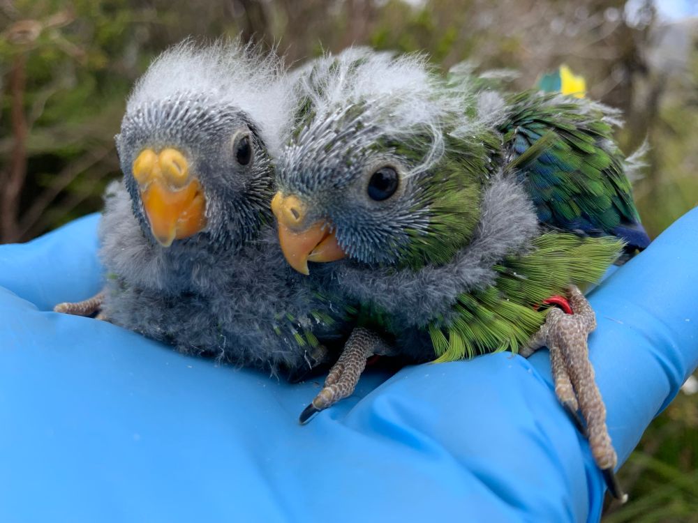 2 green parrots on a blue gloved hand both with fluffy heads blowing in the wind