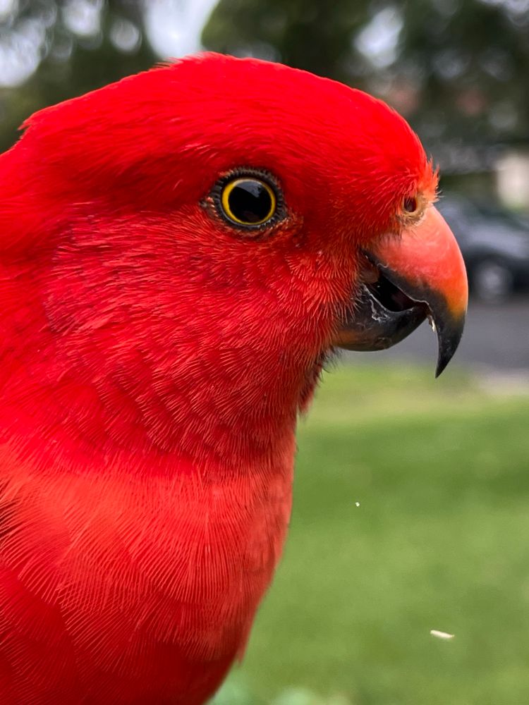Bright red parrot with a green lawn behind 