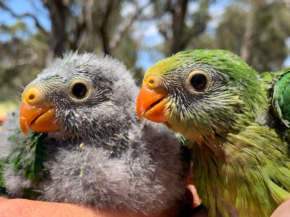 Two superb parrot siblings- one green and the other fluffy grey both with orange beaks 