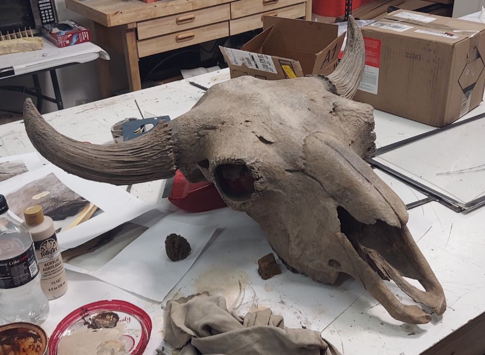 A large bison skull replica that is getting painted many shades of brown for display