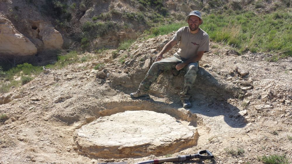 Giant clam getting excavated out of the chalk. Curator for scale