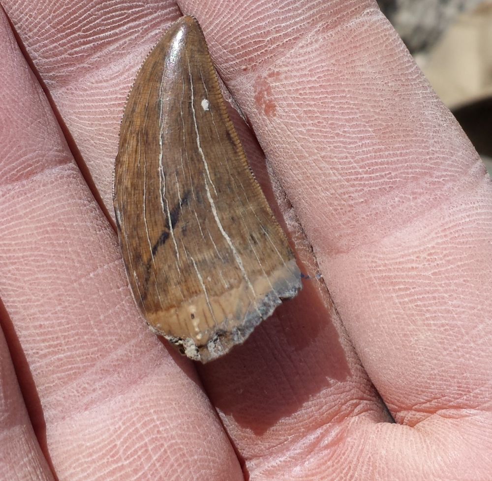 Side view of the brown tooth showing nice serrations on the rear edge