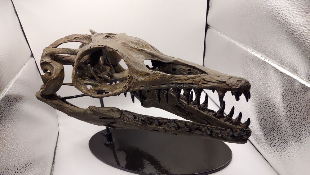 3d printed full sized skull of the tiny mosasaur Plioplatecarpus on a steel stand getting beauty shots done