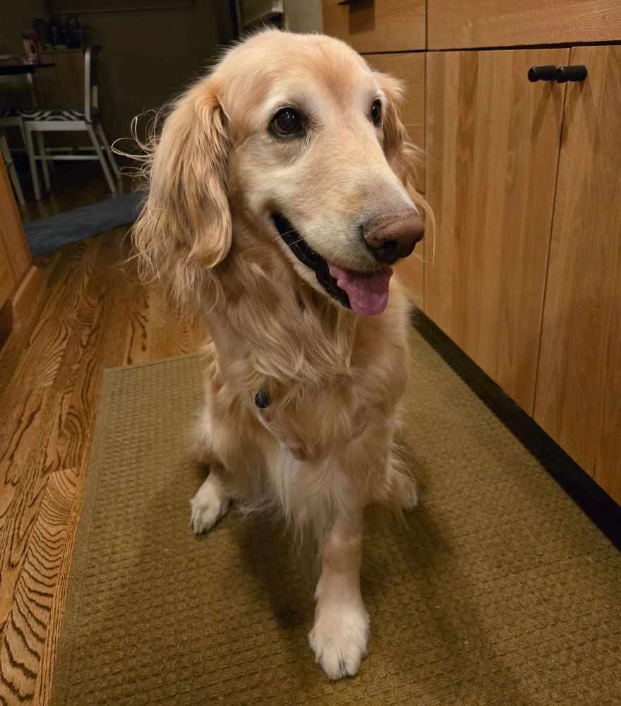 Tripod golden being a typical golden around food