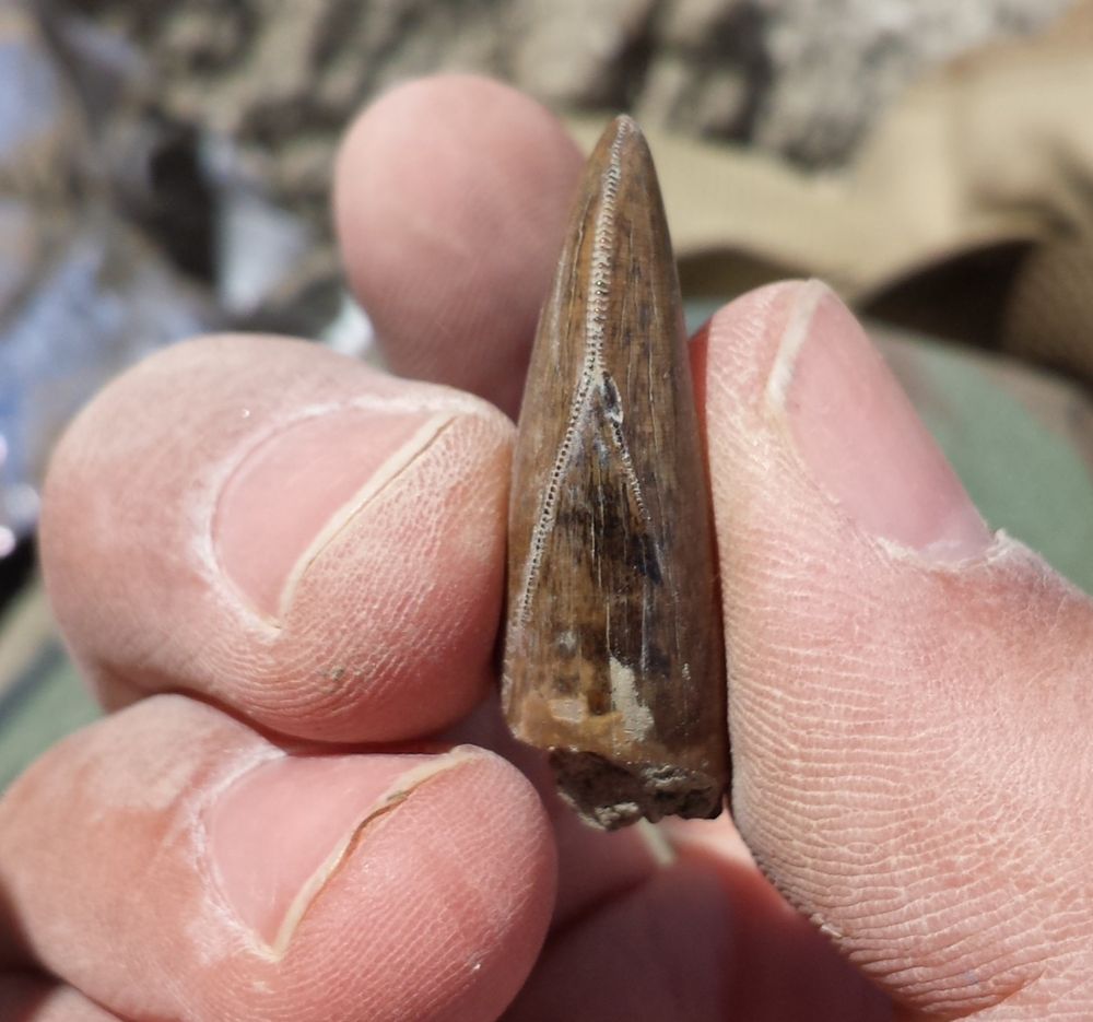Front view of the brown tooth showing the split in the serrations halfway down the tooth