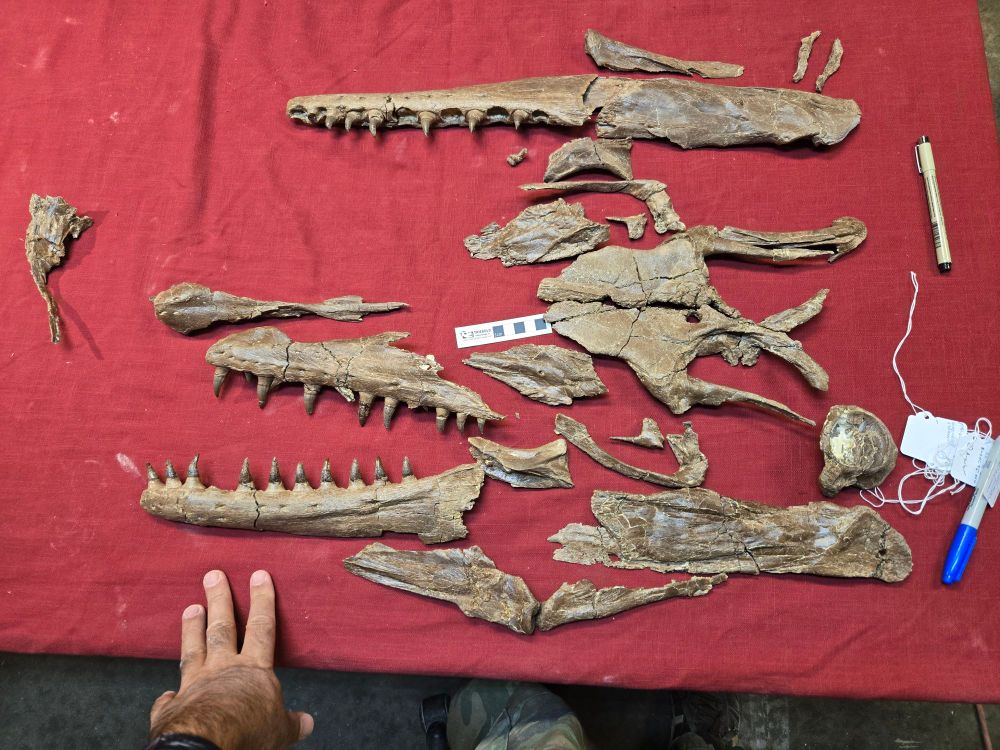 Exploded mosasaur skull with curatorial hand for scale.  