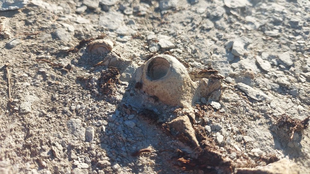 Stomach acid eroded mosasaur jaw emerging from the chalk