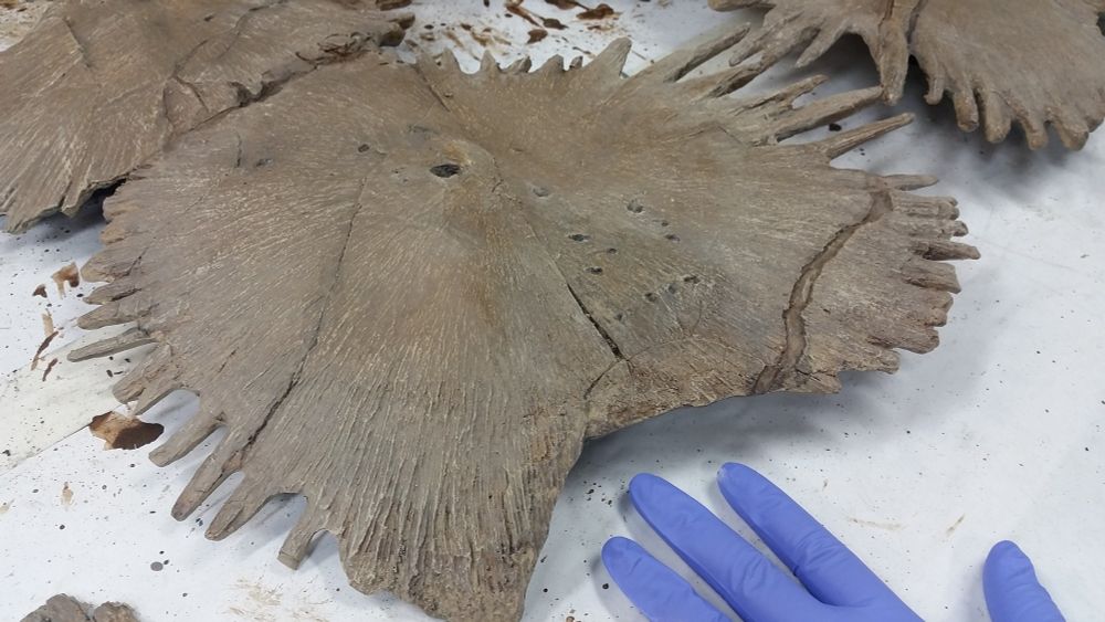 Starburst-shaped plastron bones of a long dead sea turtle, glove for scale.