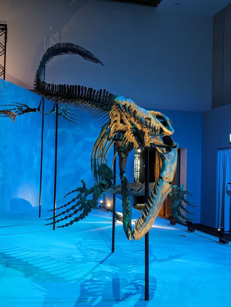 Brown Mosasaurus skeletons with jaws agape with a shimmering blue background 