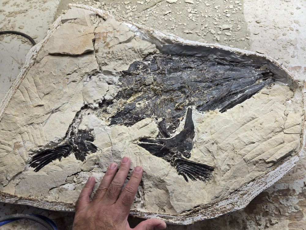Cimolichthys skull and pectoral fins in a field jacket under preparation from the chalk.