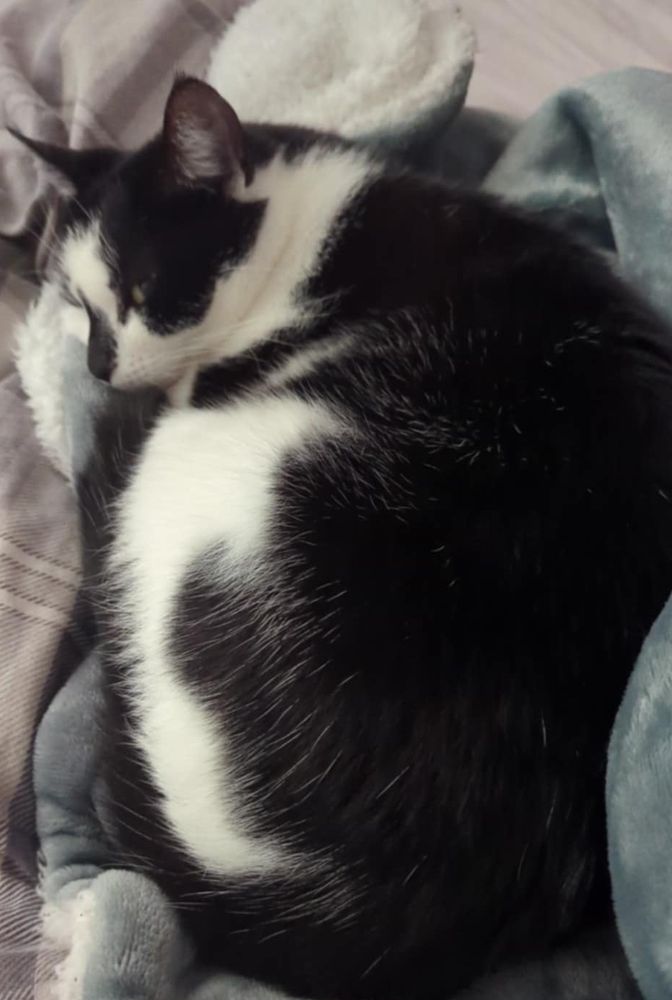 Nessie, a black and white cat, curled up on a heated blanket