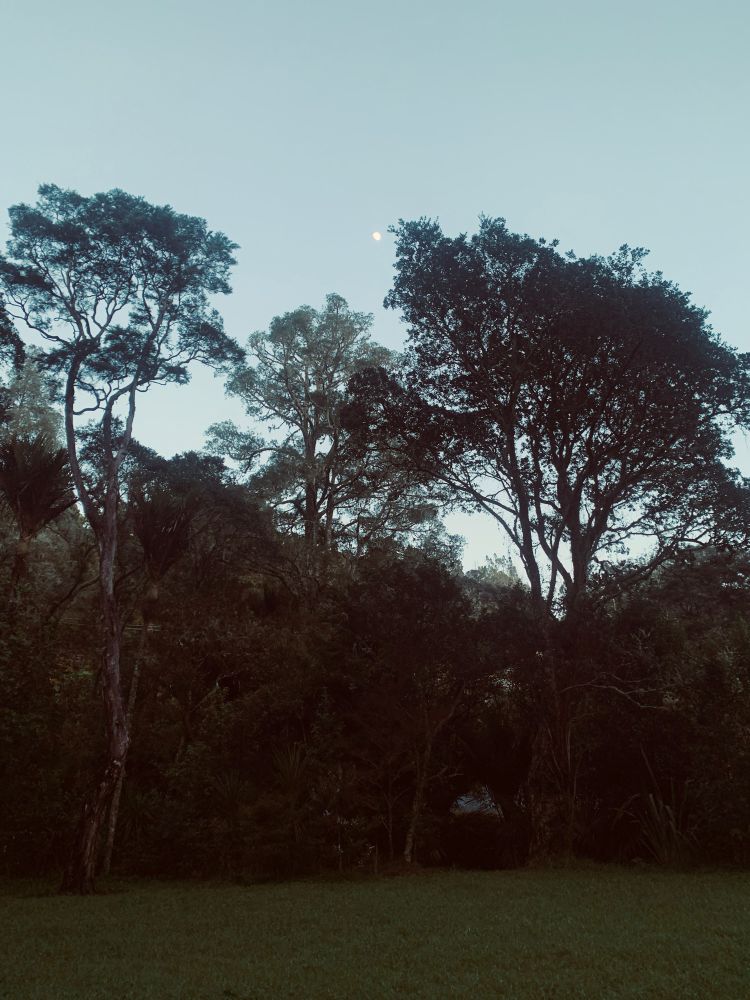 A grassy field in the foreground, tall trees in the mid ground and then the pale sky of dawn in the background with the moon small but right above the tree line 
