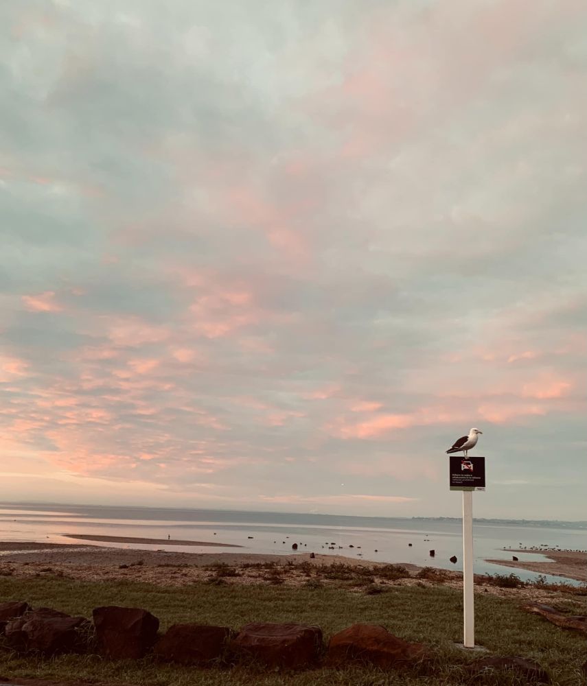 A beach looking out at the ocean at low tide and sunrise with pink and blue clouds overhead and a seagull perched on a sign in the foreground