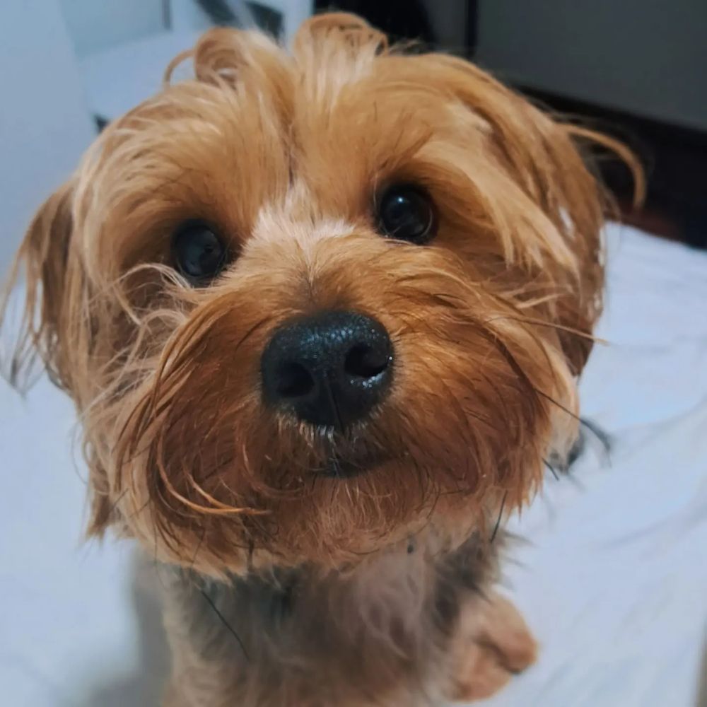 Yorkshire Terrier looking very close to the camera with big, cute eyes