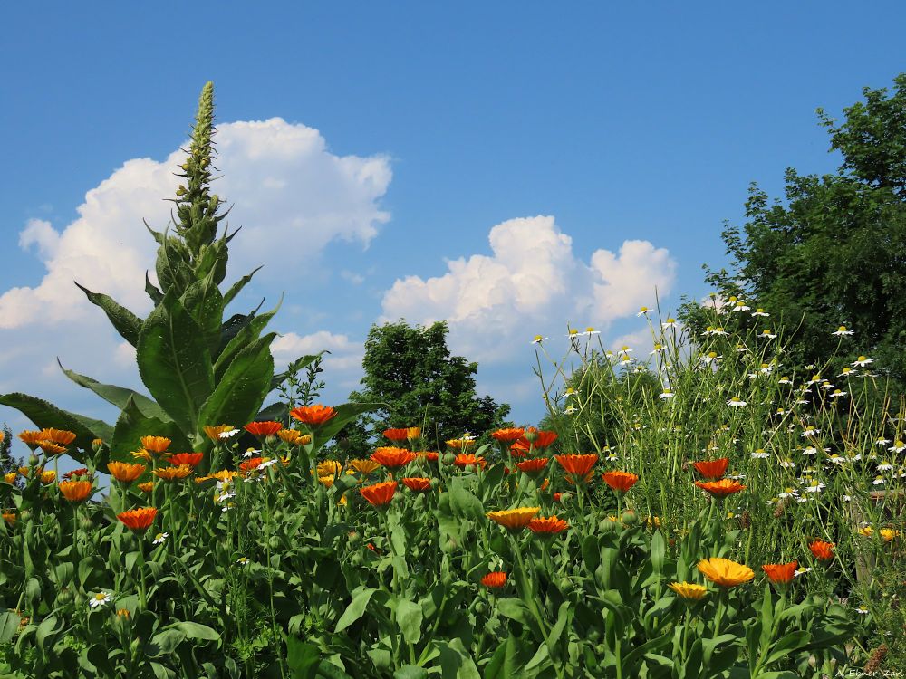 In the foreground there are numerous marigolds in orange and yellow, next to them a couple of chamomiles and on the left side behind the marigolds there is a giant mullein. The background shows two trees and the blue sky with big white clouds. 