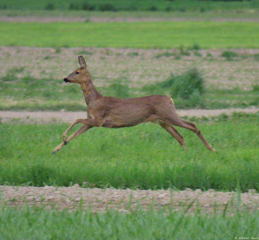 A deer jumping through a field. 